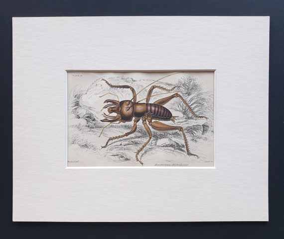 King Cricket (Anostostoma Australasiae) - Original c1860 hand coloured insect print in mount