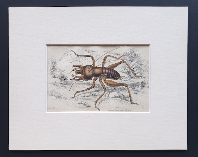 King Cricket (Anostostoma Australasiae) - Original c1860 hand coloured insect print in mount