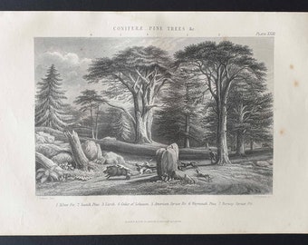Coniferae, Pine Trees etc - Original 1877 The Vegetable Kingdom engraving