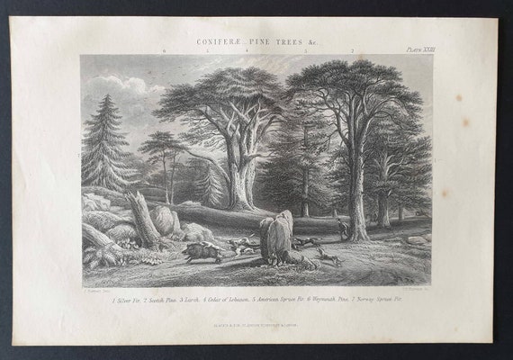 Original 1877 The Vegetable  Kingdom engraving - Coniferae, Pine Trees etc