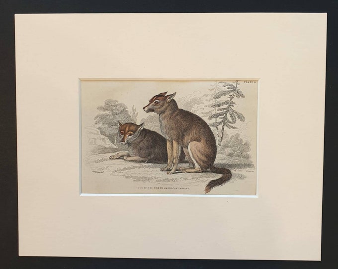 Original 1840 hand coloured mammalia print in mount - Dogs of the North American Indians