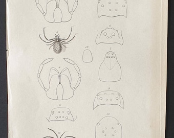 Original 1833  Baron Cuvier arachnid print