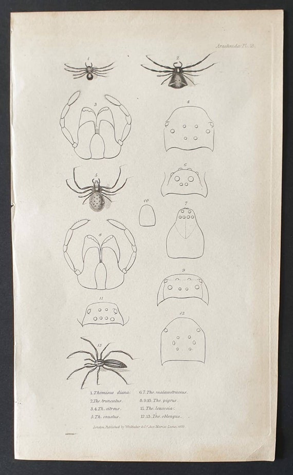 Original 1833  Baron Cuvier arachnid print