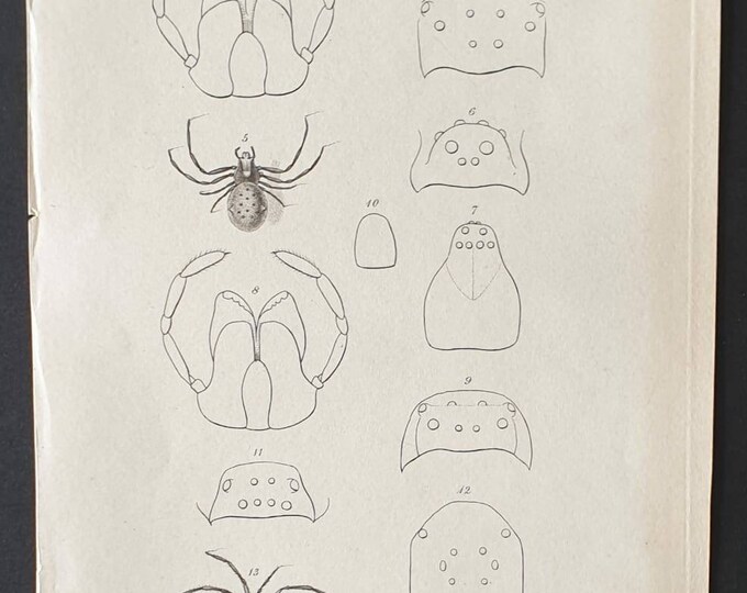 Original 1833  Baron Cuvier arachnid print