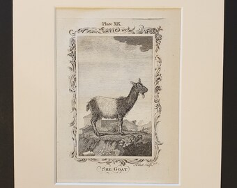 She Goat - Original 1791 Buffon print in mount