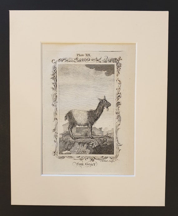 She Goat - Original 1791 Buffon print in mount