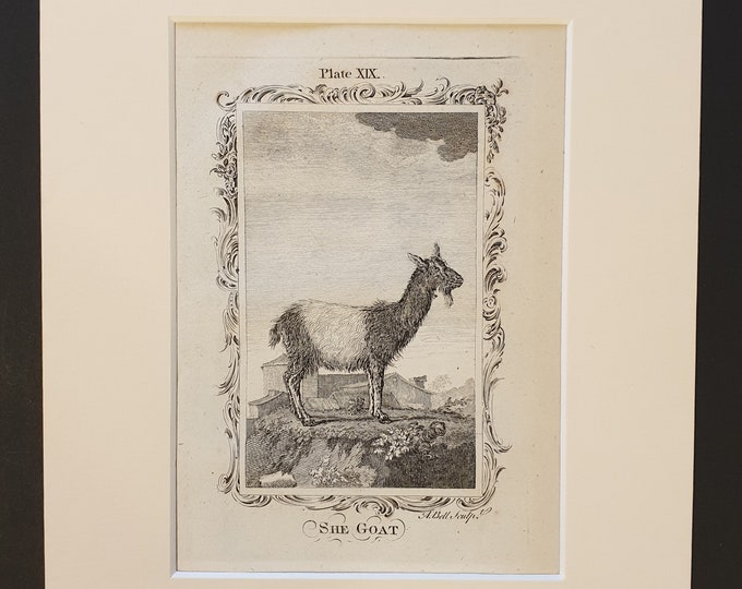 She Goat - Original 1791 Buffon print in mount