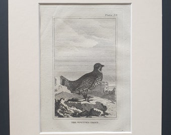 The Spotted Grous - Original 1812 Buffon print in mount (36)