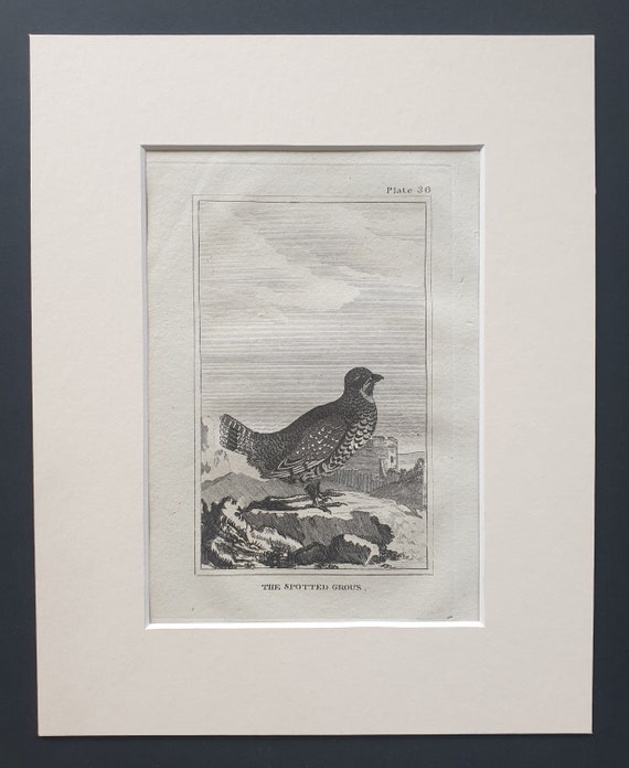The Spotted Grous - Original 1812 Buffon print in mount (36)