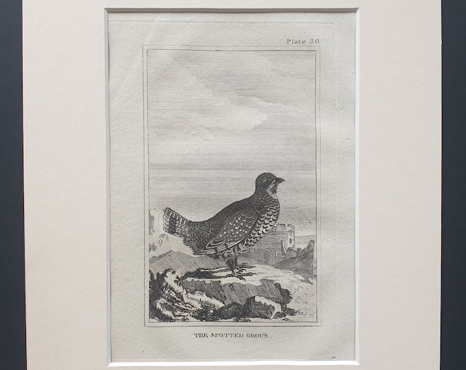 The Spotted Grous - Original 1812 Buffon print in mount (36)