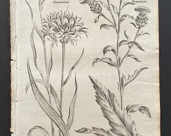 Corn Blue Bottle and Common Knapweed - Original 1802 Culpeper engraving (28)