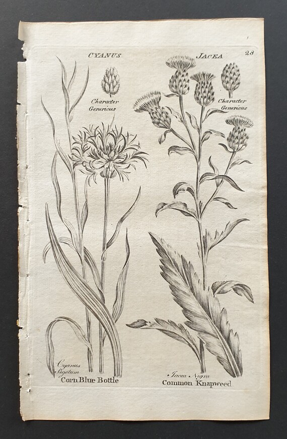 Corn Blue Bottle and Common Knapweed - Original 1802 Culpeper engraving (28)