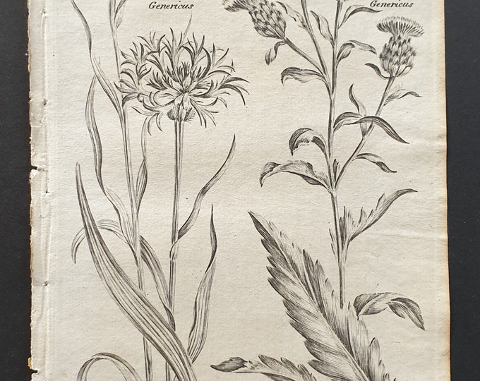 Corn Blue Bottle and Common Knapweed - Original 1802 Culpeper engraving (28)