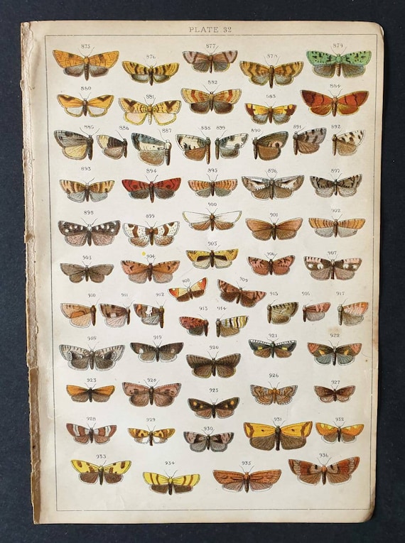 Original 1915 Butterfly and Moth print - Plate 32