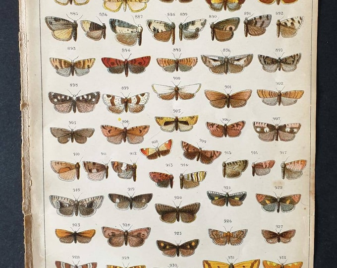 Original 1915 Butterfly and Moth print - Plate 32