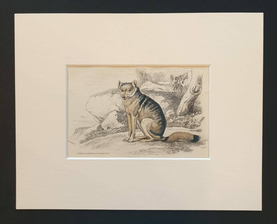 Original 1839 hand coloured mammalia print in mount - White Barred Aguara Fox