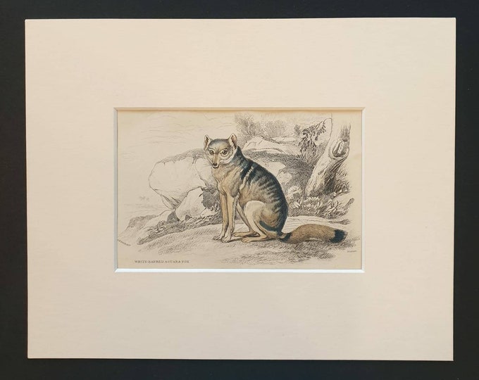 Original 1839 hand coloured mammalia print in mount - White Barred Aguara Fox
