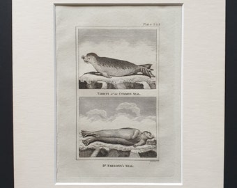 Variety of Common Seal, Dr Parson's Seal - Original 1812 Buffon print in mount