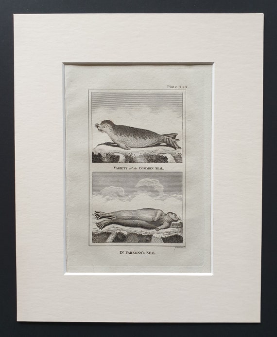 Variety of Common Seal, Dr Parson's Seal - Original 1812 Buffon print in mount