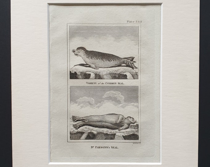 Variety of Common Seal, Dr Parson's Seal - Original 1812 Buffon print in mount