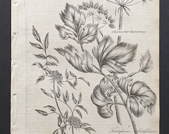 Knotted and Purple Hedge Parsley - Original 1802 Culpeper engraving (117)