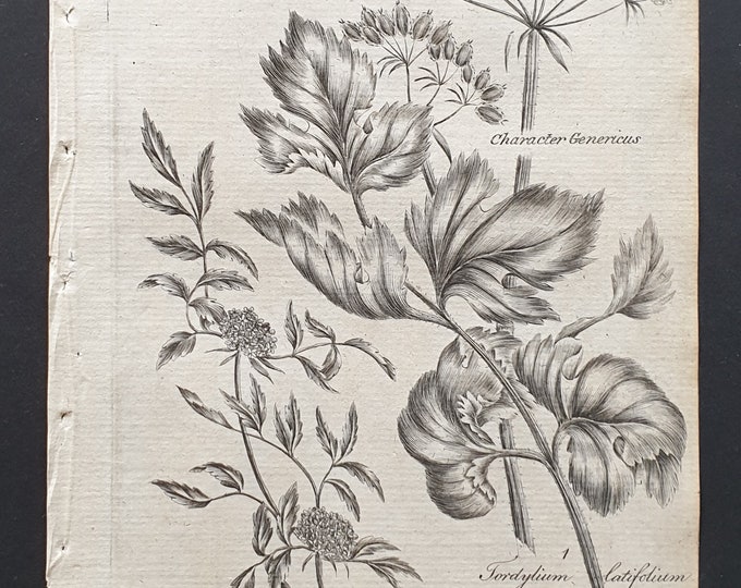 Knotted and Purple Hedge Parsley - Original 1802 Culpeper engraving (117)