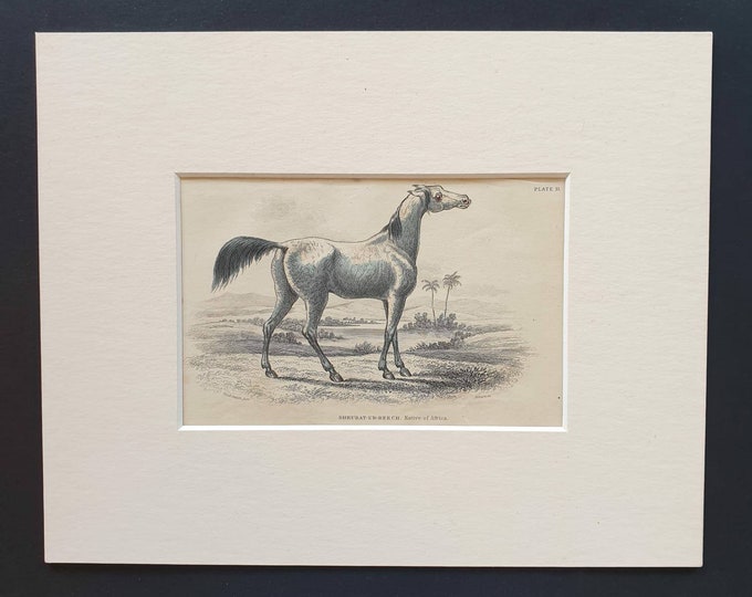Original 1841 hand coloured horse print - Shrubat-Ur-Reech