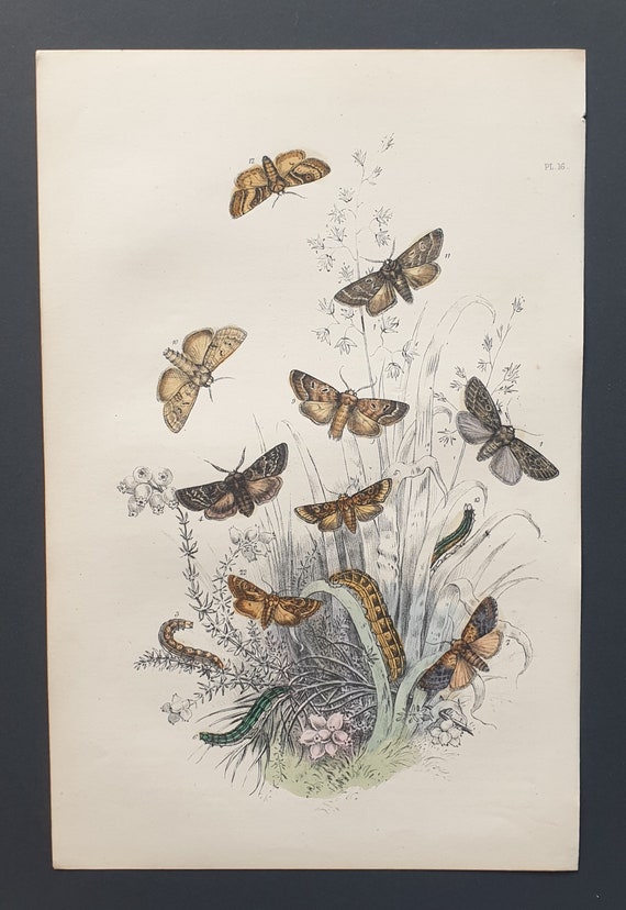 Chestnut Moths and others - Original hand coloured 1860 print