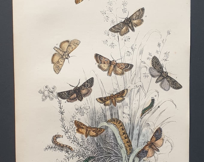 Chestnut Moths and others - Original hand coloured 1860 print