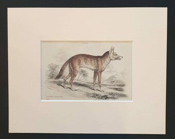 Painted Thous Dog - Original 1839 hand coloured mammalia print in mount