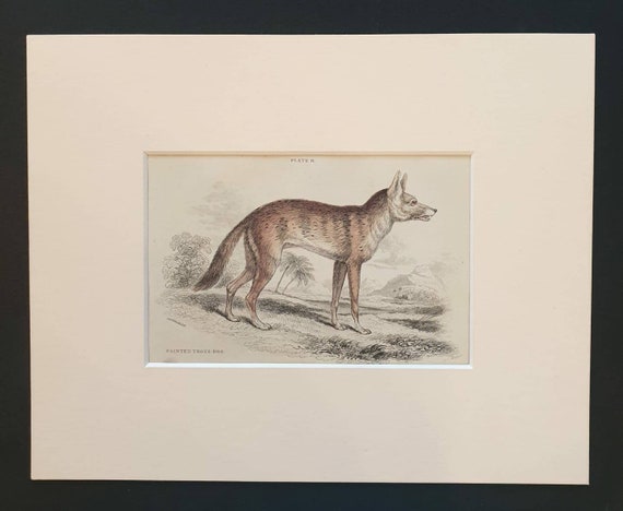 Original 1839 hand coloured mammalia print in mount - Painted Thous Dog