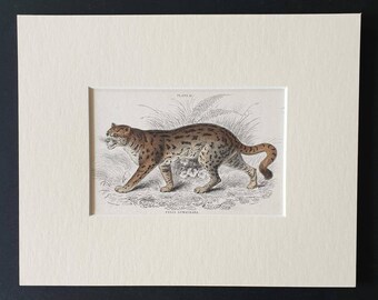 The Sumatran Cat - Original 1834 hand coloured  Naturalists Library print