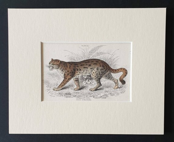 Original 1834 hand coloured  Naturalists Library print - The Sumatran Cat