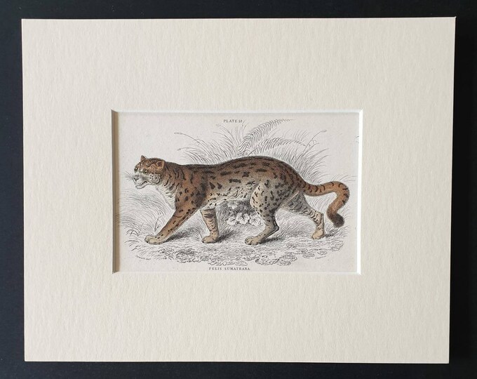 Original 1834 hand coloured  Naturalists Library print - The Sumatran Cat