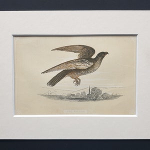 May include: An antique print of a falcon in flight, framed in white. The bird is depicted with detailed brown and tan feathers, soaring above a landscape with a church and trees. The text "THE FALCON" is at the bottom.