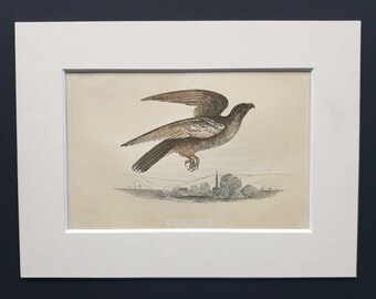 The Falcon - Original 1851 John Tallis woodblock print