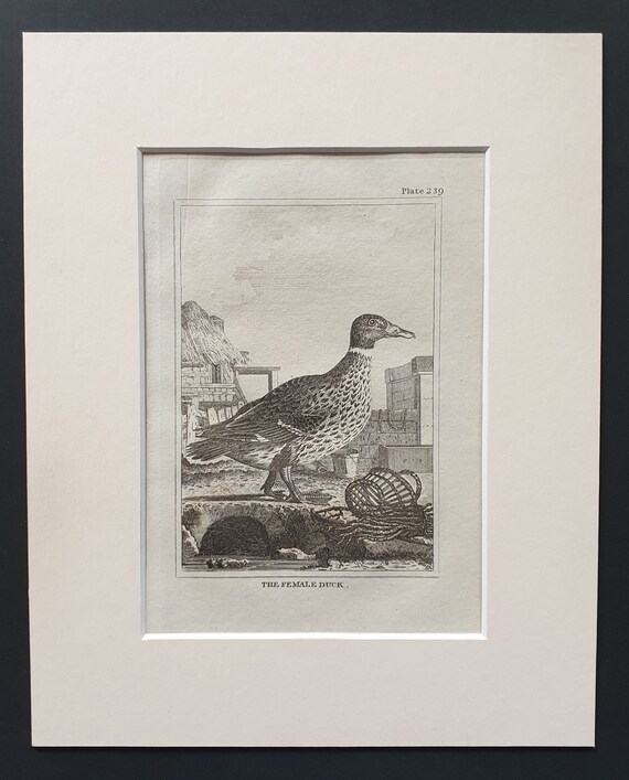 The Female Duck -  Original 1812 Buffon print in mount (238)