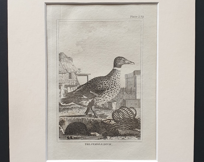 The Female Duck -  Original 1812 Buffon print in mount (238)