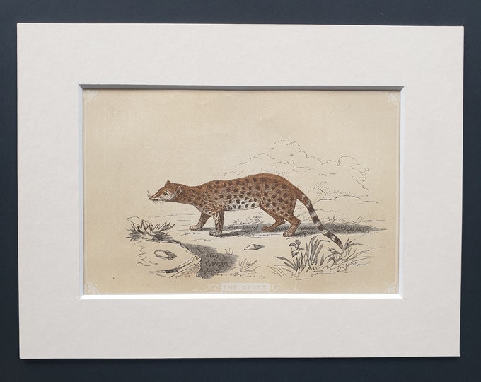 The Genet - Original 1851 John Tallis woodblock print