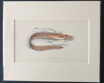 Drummond's Echiodon - Original 1866 'History of the Fishes of the British Islands' print