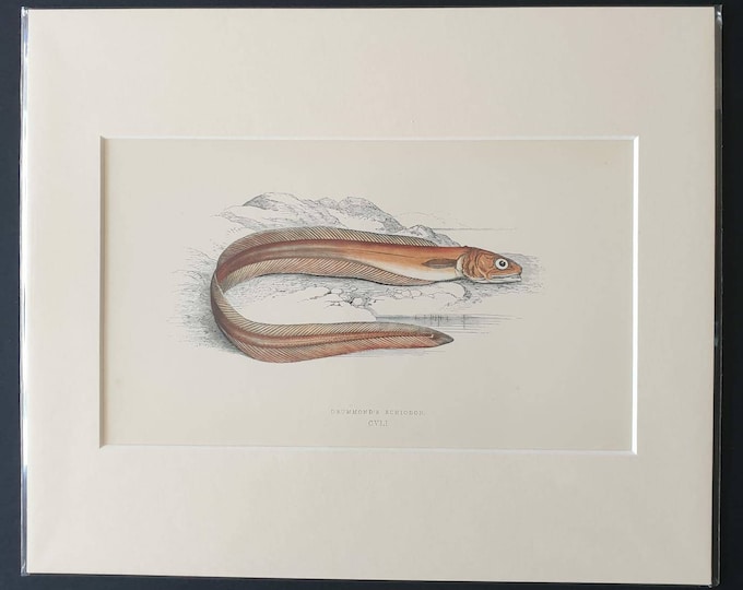 Drummond's Echiodon - Original 1866 'History of the Fishes of the British Islands' print