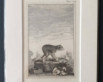 Loris - Original 1812 Buffon print