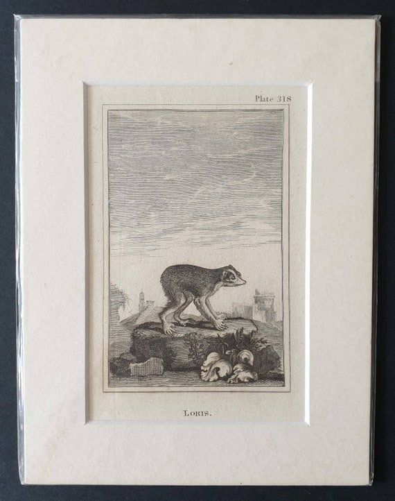 Original 1812 Buffon print - Loris
