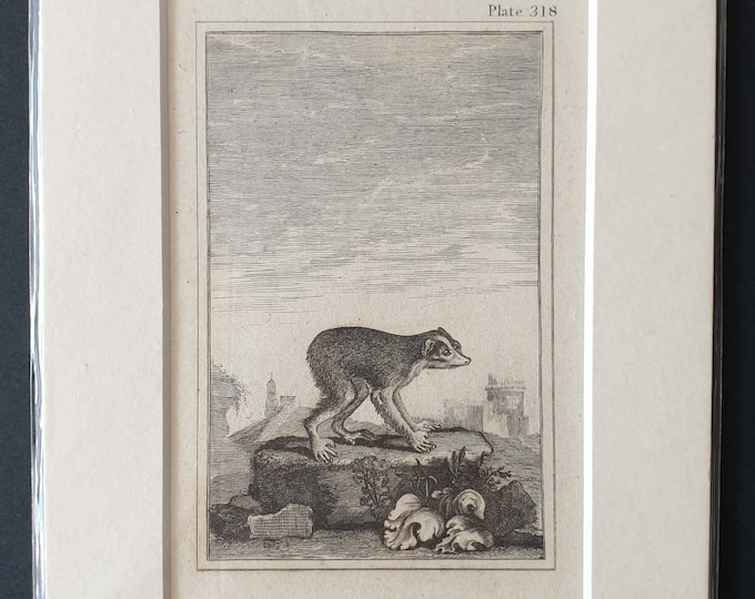 Original 1812 Buffon print - Loris