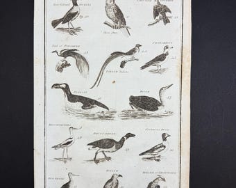 Birds - Tab. IV - Original c1785 Antique Print