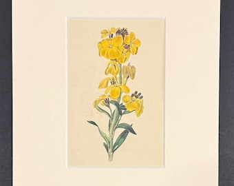 The Wild Wall-Flower - Original 1836 Antique Botanical Print
