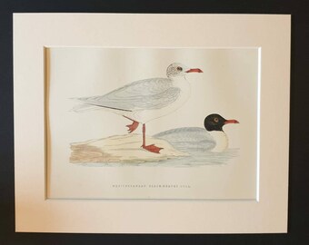 Mediterranean Black Headed Gull - Original 1891 hand coloured bird print in mount