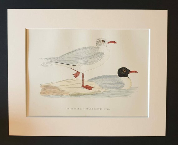 Original 1891 hand coloured bird print in mount - Mediterranean Black Headed Gull