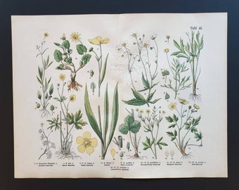 Plate 45 - Original 1888 hand coloured large botanical print