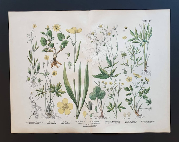 Original 1888 hand coloured large botanical print - Plate 45